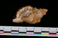 藏品(矮毛法螺)的圖片